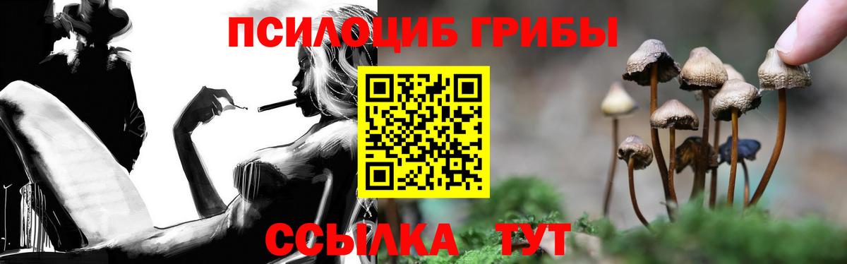 Шебекино  Псилоцибиновые грибы Cubensis  Вход с VPN 